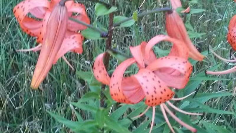 Fleetwood Park - Galesburg,