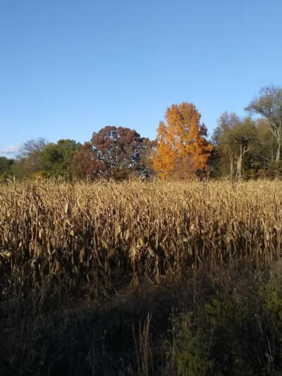 Fleetwood Park - Galesburg,
