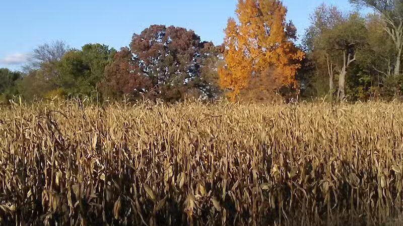 Fleetwood Park - Galesburg,