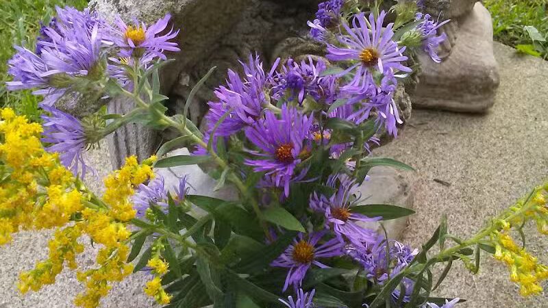 Fleetwood Park - Galesburg,