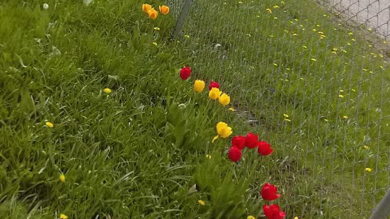 Galesburg Community Park - Galesburg,