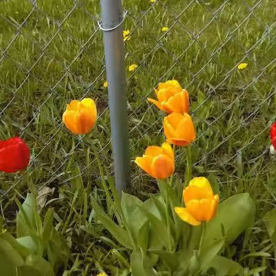 Galesburg Community Park - Galesburg,