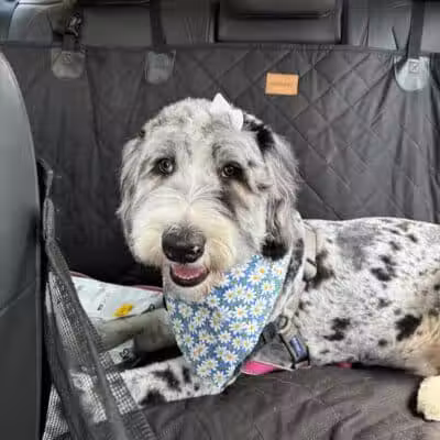 Galesburg Pet Grooming - Galesburg,
