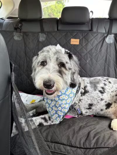 Galesburg Pet Grooming - Galesburg,