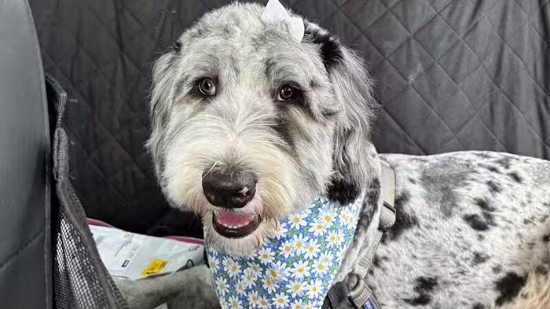 Galesburg Pet Grooming - Galesburg,
