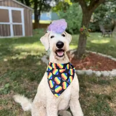 Galesburg Pet Grooming - Galesburg,