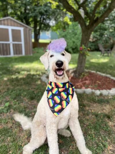 Galesburg Pet Grooming - Galesburg,