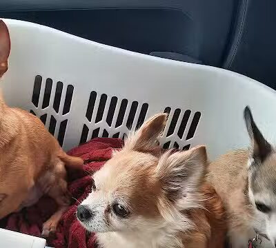 Galesburg Pet Grooming - Galesburg,