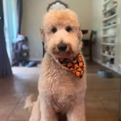 Galesburg Pet Grooming - Galesburg,