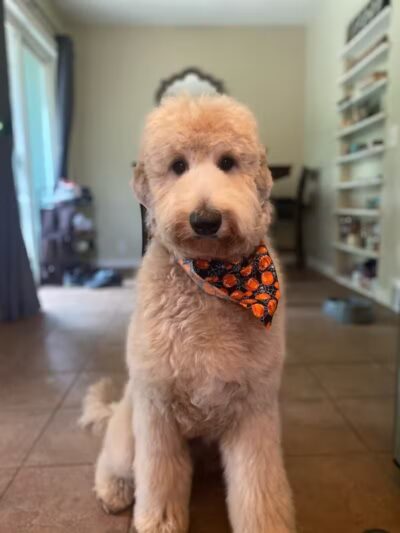 Galesburg Pet Grooming - Galesburg,