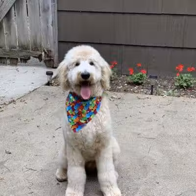 Galesburg Pet Grooming - Galesburg,