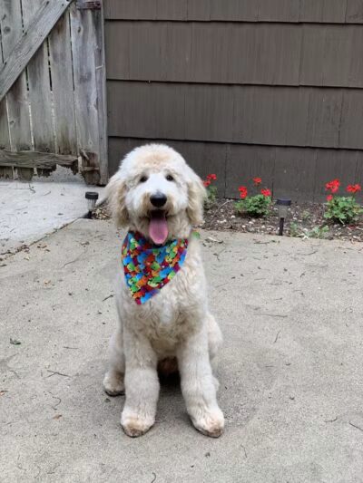 Galesburg Pet Grooming - Galesburg,