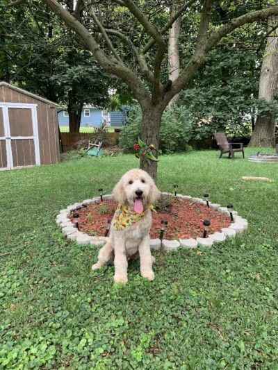 Galesburg Pet Grooming - Galesburg,