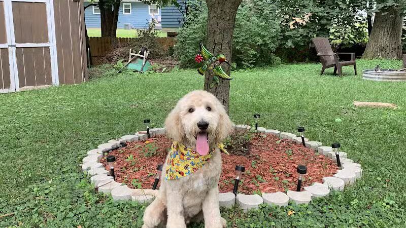 Galesburg Pet Grooming - Galesburg,