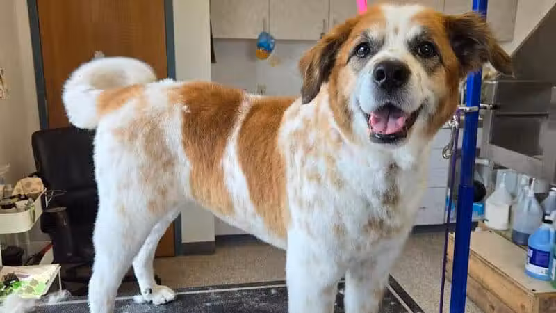 Get Fluffed pet grooming - Galesburg,