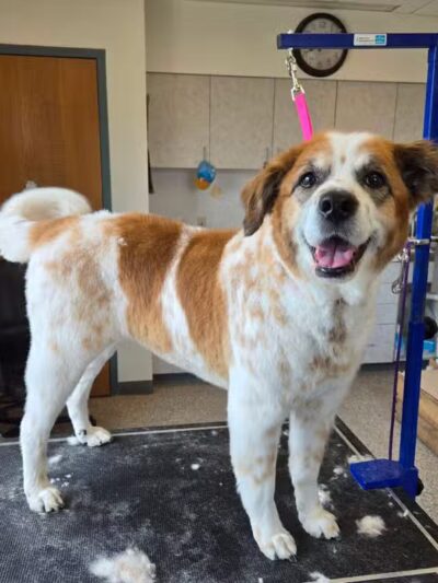 Get Fluffed pet grooming - Galesburg,