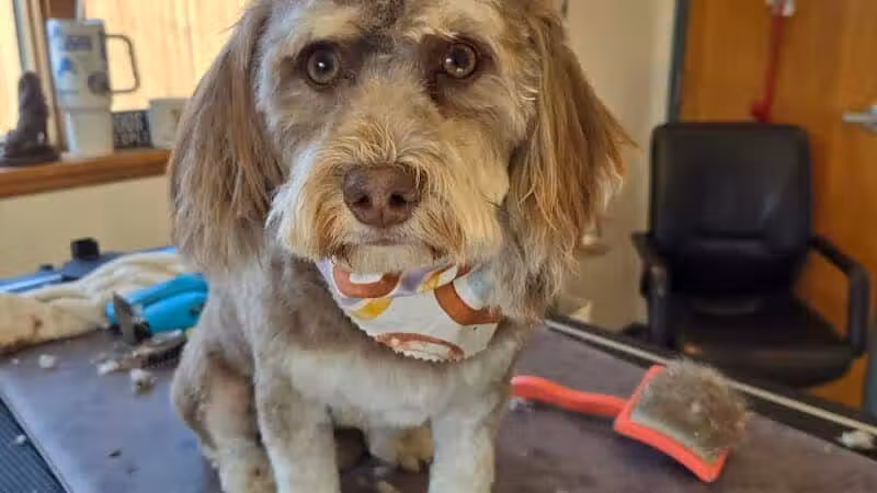 Get Fluffed pet grooming - Galesburg,