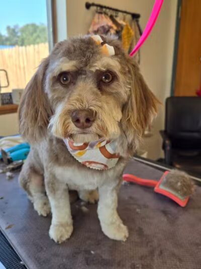 Get Fluffed pet grooming - Galesburg,