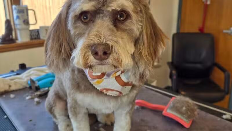 Get Fluffed pet grooming - Galesburg,