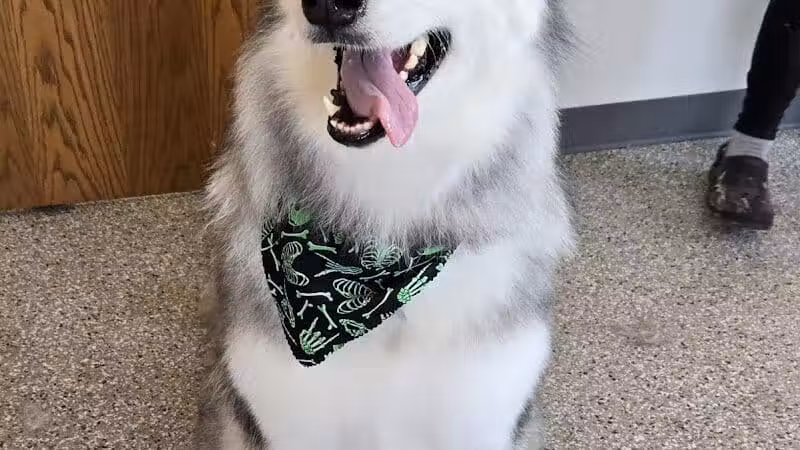 Get Fluffed pet grooming - Galesburg,