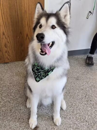 Get Fluffed pet grooming - Galesburg,