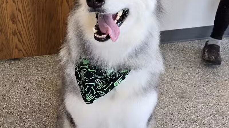 Get Fluffed pet grooming - Galesburg,