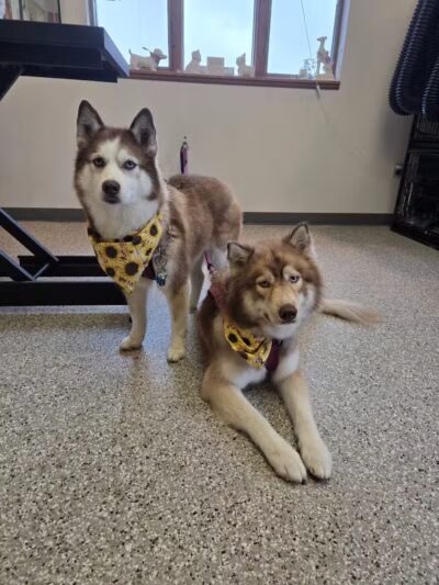 Get Fluffed pet grooming - Galesburg,