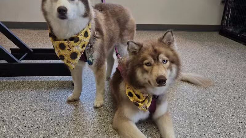 Get Fluffed pet grooming - Galesburg,