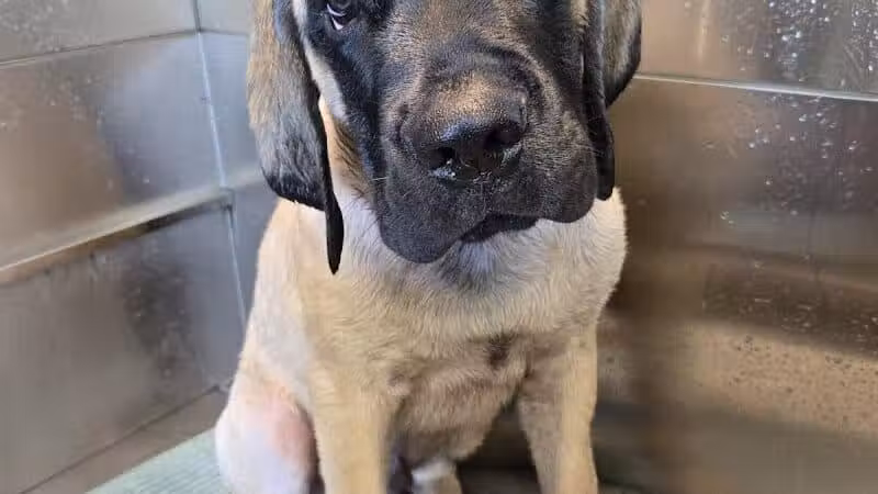 Get Fluffed pet grooming - Galesburg,