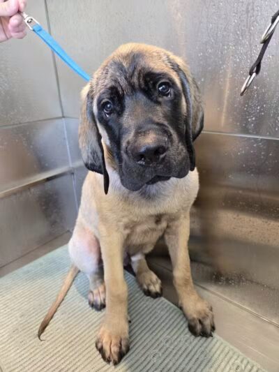 Get Fluffed pet grooming - Galesburg,