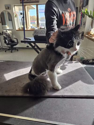 Get Fluffed pet grooming - Galesburg,