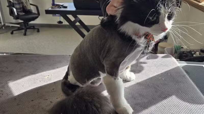 Get Fluffed pet grooming - Galesburg,