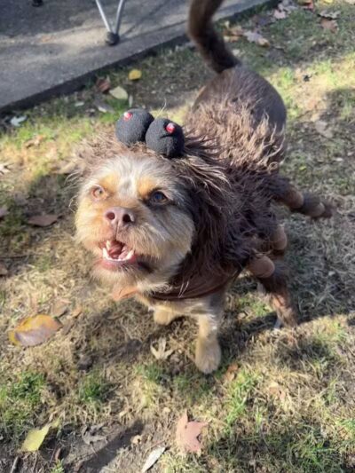 Get Fluffed pet grooming - Galesburg,