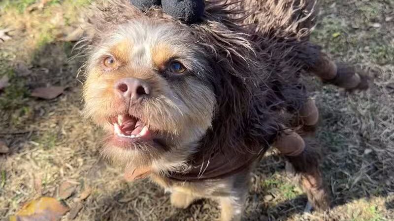 Get Fluffed pet grooming - Galesburg,