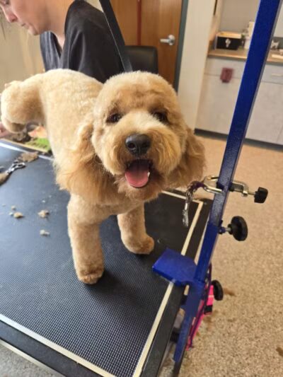 Get Fluffed pet grooming - Galesburg,