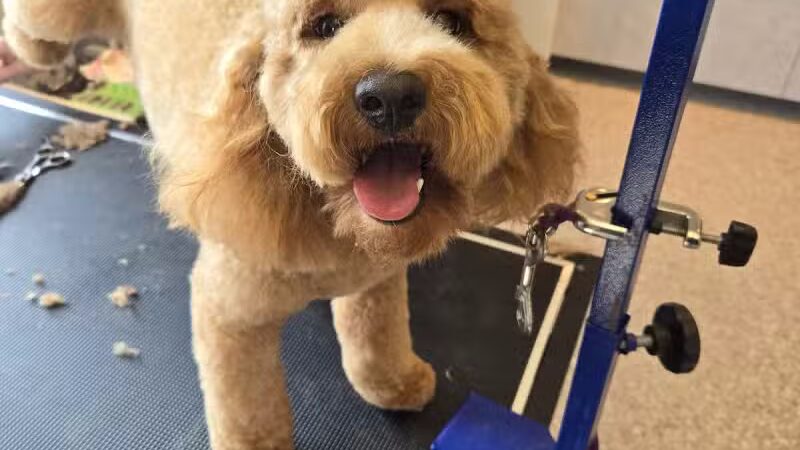 Get Fluffed pet grooming - Galesburg,