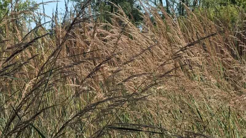 Kalamazoo River Valley Trail - Galesburg,