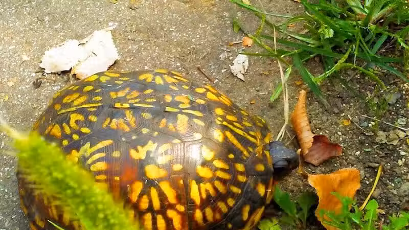 Kalamazoo River Valley Trail - Galesburg,