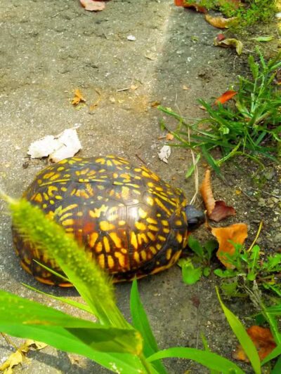 Kalamazoo River Valley Trail - Galesburg,
