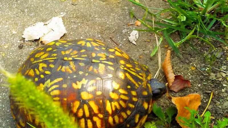 Kalamazoo River Valley Trail - Galesburg,
