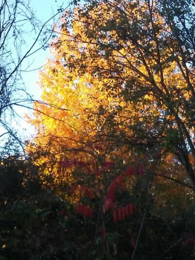 Kalamazoo River Valley Trail - Galesburg,