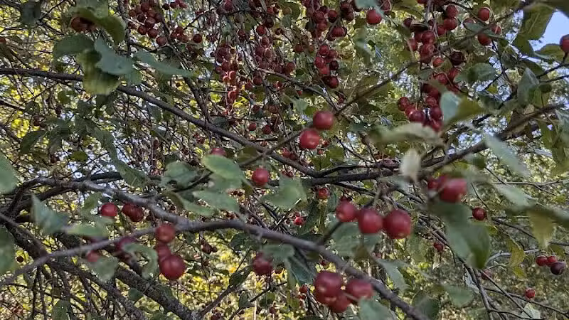 Kalamazoo River Valley Trail - Galesburg,
