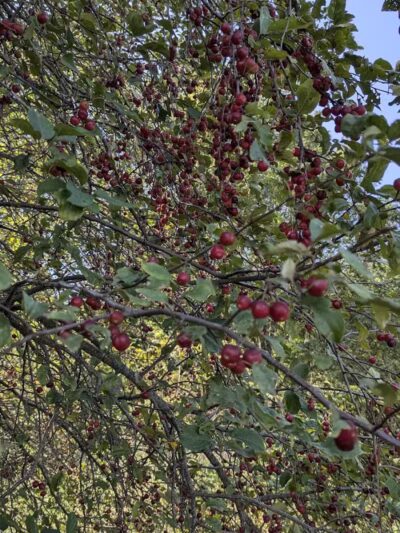 Kalamazoo River Valley Trail - Galesburg,
