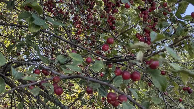 Kalamazoo River Valley Trail - Galesburg,