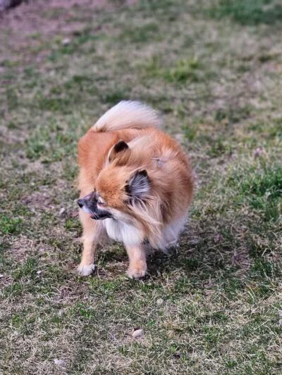Project Dog Park - Connie Nott Canine Area - Galesburg,