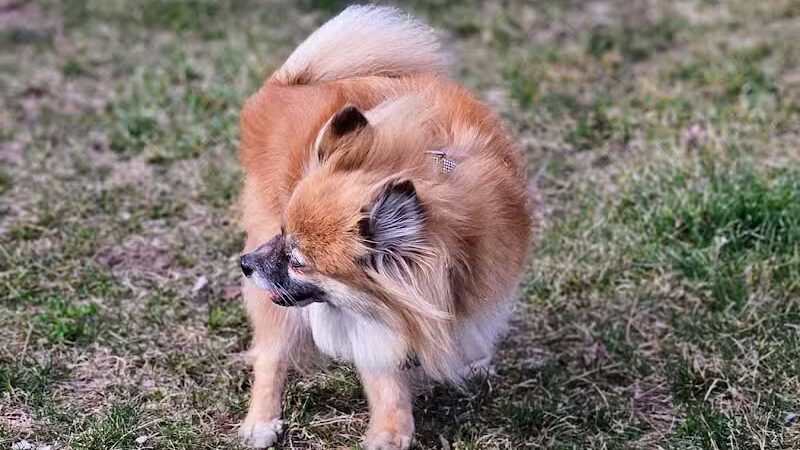 Project Dog Park - Connie Nott Canine Area - Galesburg,