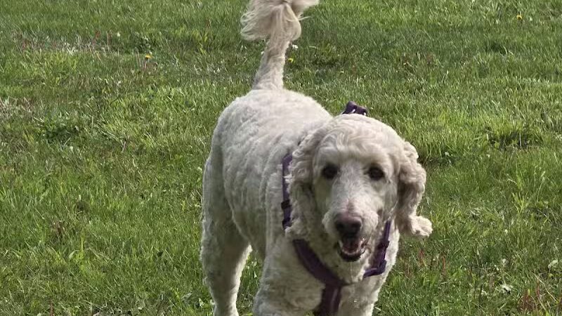 Project Dog Park - Connie Nott Canine Area - Galesburg,