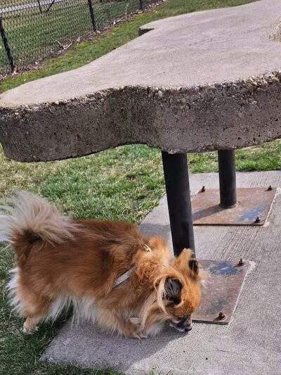 Project Dog Park - Connie Nott Canine Area - Galesburg,