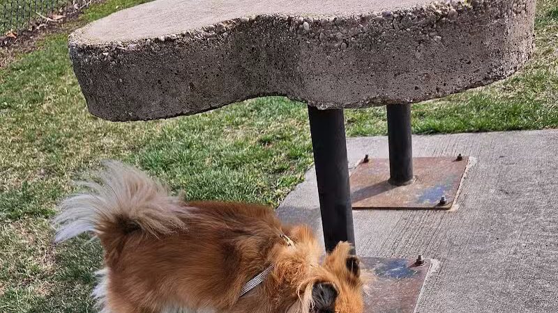 Project Dog Park - Connie Nott Canine Area - Galesburg,