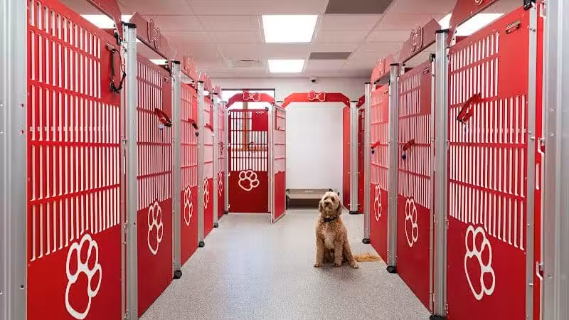 The Puppy Playground - Galesburg,